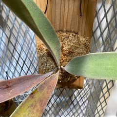 【観葉植物】ビカクシダ ベイチーレモイネイ (P. veitchii cv Lemoinei)の画像