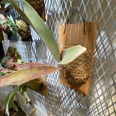 【観葉植物】ビカクシダ ベイチーレモイネイ (P. veitchii cv Lemoinei)の画像