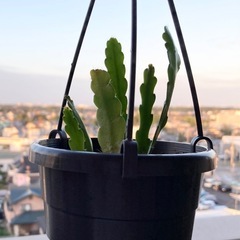 フィッシュボーンカクタス 吊り鉢② 観葉植物の画像