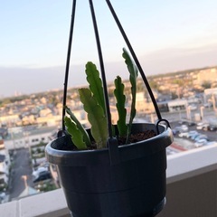 フィッシュボーンカクタス 吊り鉢② 観葉植物の画像