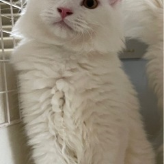 足長マンチカン①の里親さん募集中