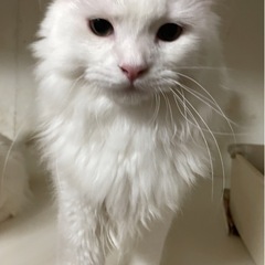 足長マンチカン②の里親さん募集中