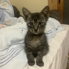 保護猫　およそ生後2ヶ月半　男の子