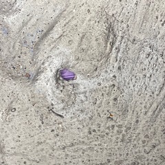 大きい　プランター　特大　植木鉢　黒　鉢の画像