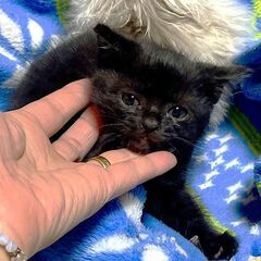 【サキちゃん♀】ちっちゃな黒猫ちゃん／生後２ヶ月