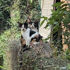 綺麗な柄の三毛猫ちゃん