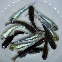漆黒系　体外光系【現物】メダカ　ミックス　今年産まれ　成魚サイズ　めだか の画像