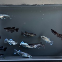 漆黒系　体外光系【現物】メダカ　ミックス　今年産まれ　成魚サイズ　めだか の画像