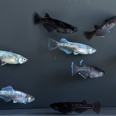 漆黒系　体外光系【現物】メダカ　ミックス　今年産まれ　成魚サイズ　めだか の画像