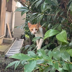 甘えん坊な茶白くん