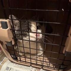 甘えん坊 にゃんこ