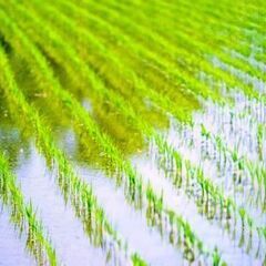 令和7年度産　ヒノヒカリ　新米　玄米　30kg　配送可の画像