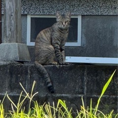 子供を必死に守り・育ててきた母猫