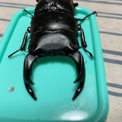 オオクワガタ能勢YGペアの画像