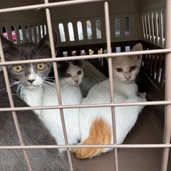 仲良しきょうだい