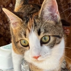 緊急で募集です。