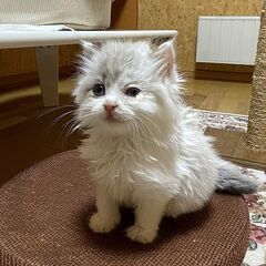 ※相談中【クージー♀】生後2ケ月シャム系長毛子猫 