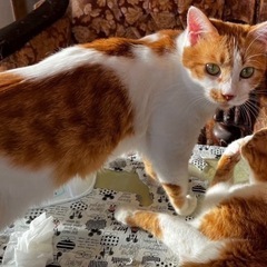 緊急で募集します。