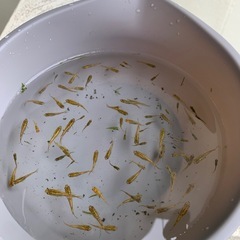 （10匹セット）金塊　メダカ 　発送🉑の画像