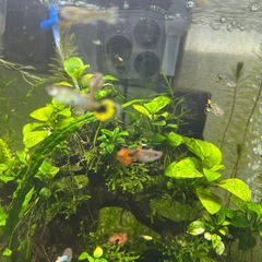 観賞魚(20匹)の画像