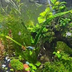 観賞魚(20匹)の画像