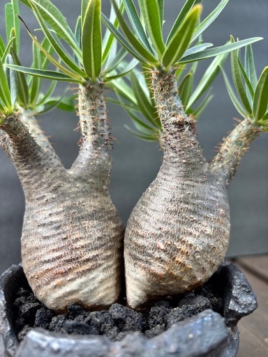 パキポディウム グラキリス(二頭)発根済み (Thiga) 北大路の