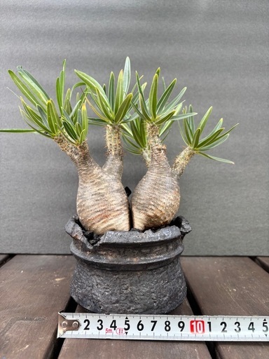パキポディウム　 グラキリス　大株21㎝　発根済 パキポディウム グラキリス(二頭)発根済み (Thiga) 北大路の