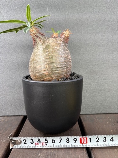 訳あり パキポディウム グラキリス 発根済 訳あり パキポディウム グラキリス 発根済