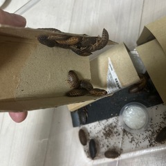 デュビアの画像