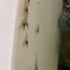 ミナミヌマエビ　10匹150円の画像