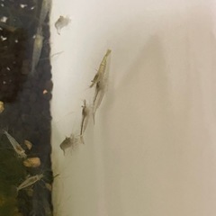 ミナミヌマエビ　10匹150円の画像