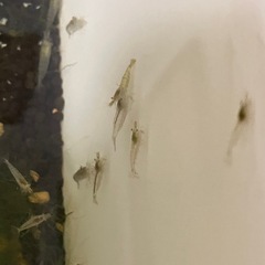 ミナミヌマエビ　10匹150円の画像