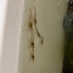 ミナミヌマエビ　10匹150円の画像