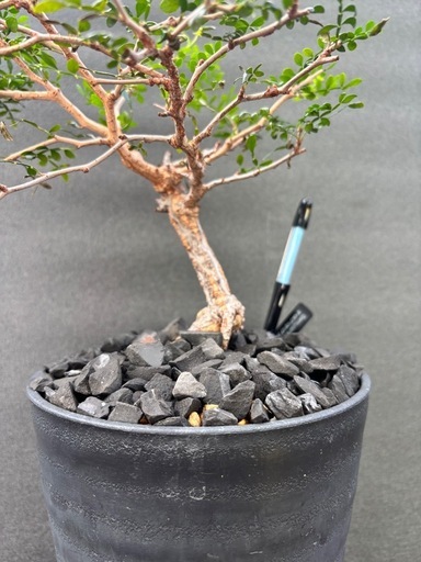 オペルクリカリア パキプス(根挿し)