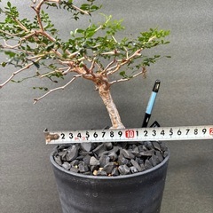 オペルクリカリア パキプス(根挿し)の画像