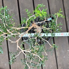 オペルクリカリア パキプス(根挿し)の画像