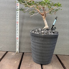 オペルクリカリア パキプス(根挿し)の画像