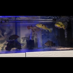 熱帯魚の画像