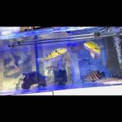 熱帯魚の画像