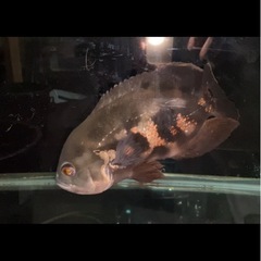 熱帯魚 オスカーの画像