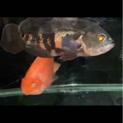 熱帯魚 オスカーの画像
