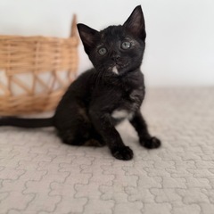 板櫃ふくちゃん❣️超甘えん坊でお膝好きなサビの女の子