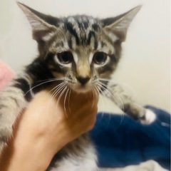 （トライアル予定）キジ姉妹②ふたばちゃん　2か月