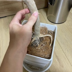 フィカス ウンベラータの画像