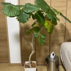 フィカス ウンベラータの画像