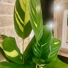 ガラテア　クテナンテ　ペルシアーナの画像