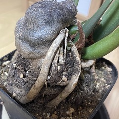 ザミオクルカス ダークザミクロの画像