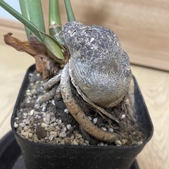 ザミオクルカス ダークザミクロの画像