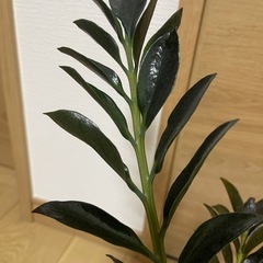 ザミオクルカス ダークザミクロの画像