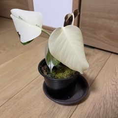 斑入り モンステラ ホワイトタイガーの画像